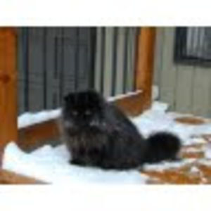 Meet your Posher, Toni